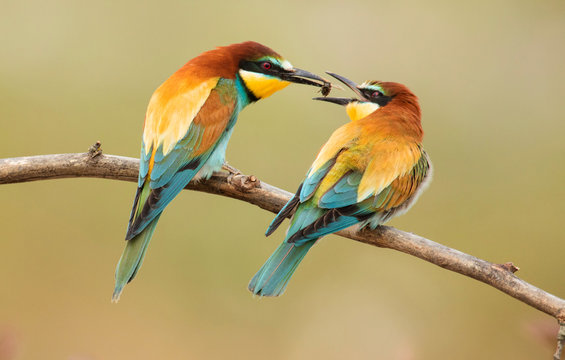 Colourful bee eaters sitting on branch and catching dragonfly on blurred background