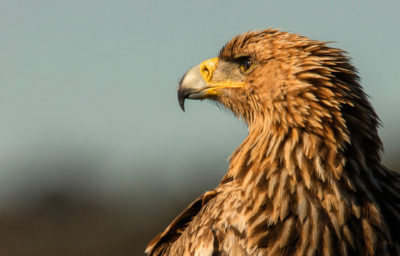 Head of Bonelli's Eagle in sunlight