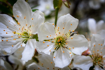 Macro shot of cherry blossom, beautiful spring flowers