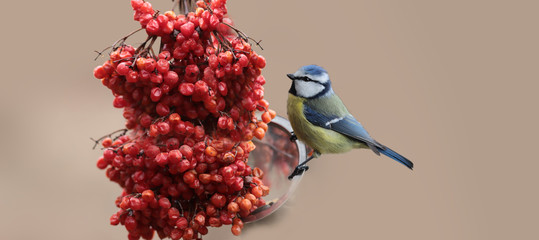 Little blue tit on the bird feeder sits among the red fruit of viburnum...