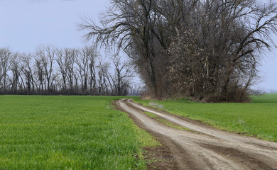 Field road in early spring.