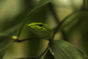 Green snake