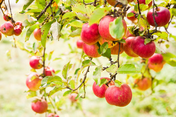 delicious, juicy, red apples on a tree in the garden