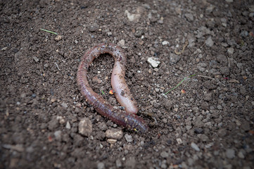 Worm wriggling in on the soil - darden natural scenery