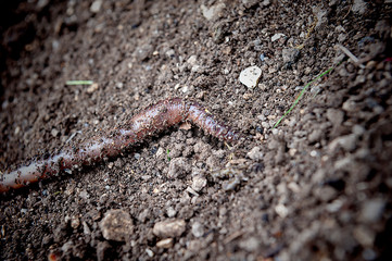 Worm wriggling in on the soil - darden natural scenery