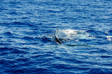 Dorsal Fin