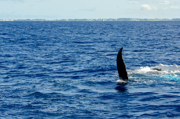 Fototapeta premium Backstroke Humpback