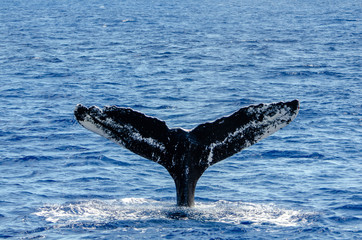 Whale 0104