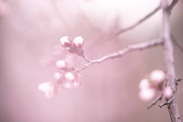 Apricot fruit tree blooming, copy space with pink light