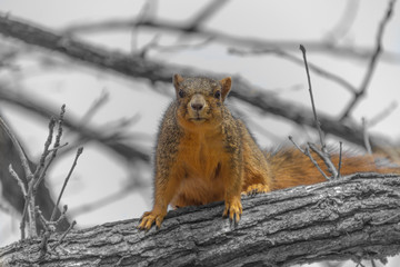 Squirrel with black and white background