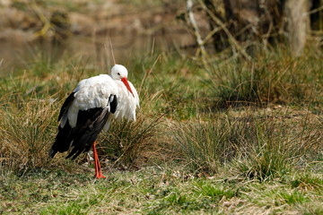 Der Weißstorch 