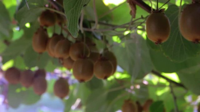 Close view of fresh kiwis haging from a tree with nice sun flares.