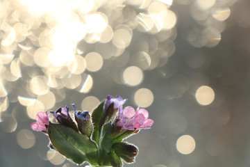 Spring blurred background with primroses, abstract first flowers on bokeh background at sunset.