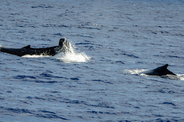 Two whales surface together