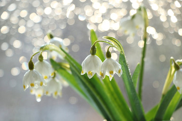 Spring blurred background with primroses, abstract first snowdrops on bokeh background at sunset.