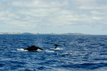 Fototapeta premium Humps or Tails