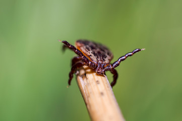 Blood sucking ticks in high grass on the season meadow