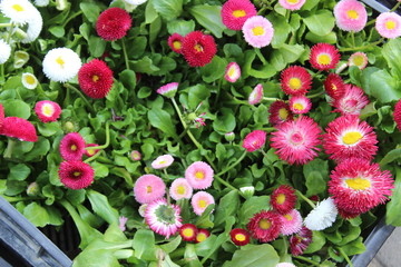 pink daisies on a flowerbed. a flowerbed with bright small daisy in white and pink colors in green leaves and grass background in summer park garden wallpaper. Field of colorful flowers.