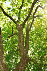 Fototapeta premium Woodland and Trees.