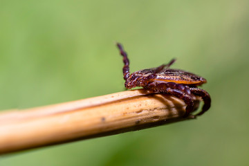 Blood sucking ticks in high grass on the season meadow