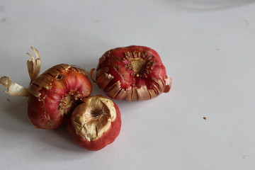 bulbs of gladiolus flowers, planting material for flower garden. Gladioli onions, isolated, white background. Gladiolus bulbs for seedlings. gladiolus bulbs chocolate