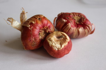 bulbs of gladiolus flowers, planting material for flower garden. Gladioli onions, isolated, white background. Gladiolus bulbs for seedlings. gladiolus bulbs chocolate