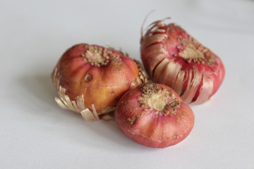 bulbs of gladiolus flowers, planting material for flower garden. Gladioli onions, isolated, white background. Gladiolus bulbs for seedlings. gladiolus bulbs chocolate