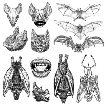 Large set of bats and vampires. Human lips with fangs, skeleton, bat skull and aggressive face or head. Open wings flying gothic monsters. Ink line engraving sketch in black. Vector.