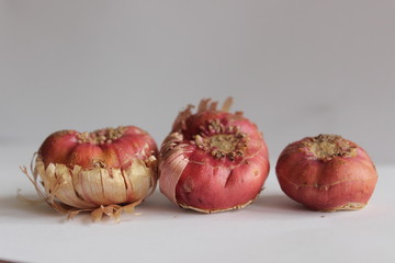 bulbs of gladiolus flowers, planting material for flower garden. Gladioli onions, isolated, white background. Gladiolus bulbs for seedlings. gladiolus bulbs chocolate