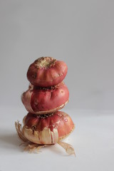 bulbs of gladiolus flowers, planting material for flower garden. Gladioli onions, isolated, white background. Gladiolus bulbs for seedlings. gladiolus bulbs chocolate