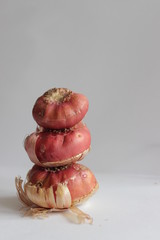 bulbs of gladiolus flowers, planting material for flower garden. Gladioli onions, isolated, white background. Gladiolus bulbs for seedlings. gladiolus bulbs chocolate