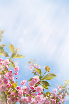 Fototapeta Cherry blossom trees, nature and spring background. Pink sakura flowers. Flower landscape, blurred