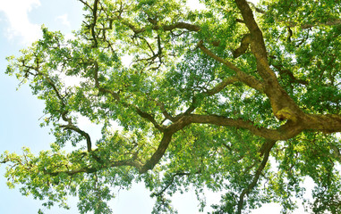 Woodland and Trees.