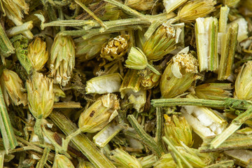 Schafgarbe getrocknet Detail, Heilkräuter Hintergrund © wWeiss Lichtspiele