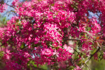 Cherry blossom trees, nature and spring background. Pink flowers. Flower landscape, blurred