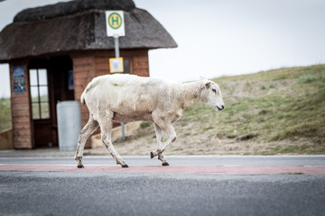 Schaf auf Sylt