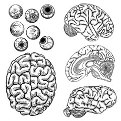 Human brain, white black outline and eye or eyeball set on white background isolated. Vector.