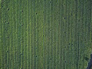 Aerial front view of tobacco growing fields. Straight parallel lines of tobacco growing. Natural texture