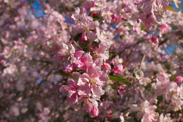 Cherry blossom trees, nature and spring background. Pink flowers. Flower landscape, blurred