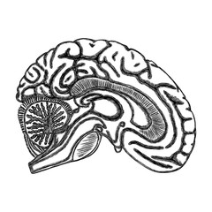 White black outline of the human brain, hand drawing realistic organ. Vector