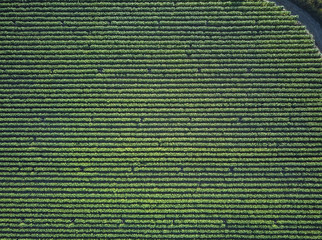 Aerial front view of tobacco growing fields. Straight parallel lines of tobacco growing. Natural...