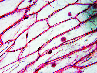 view under the microscope real photo