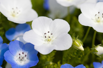 Obraz premium ネモフィラ