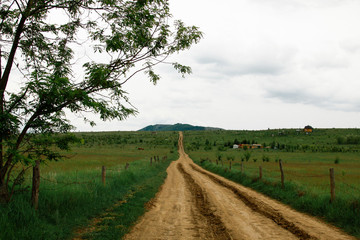 Beautiful gravel road in yellow green lush agricultural crop fields on a summer day