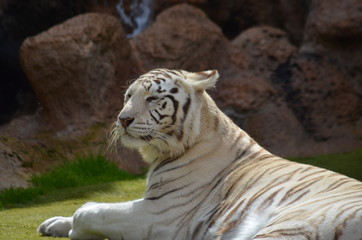 weißer Tiger
