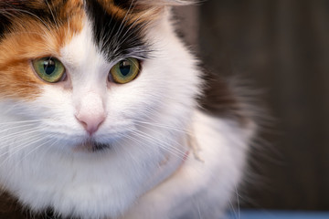face of a beautiful cat close-up. green eyes. a look without emotion