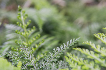 Closeup of fern plant