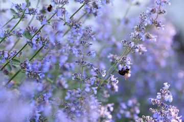 Close up of blooming catmint plant with a bumble bee