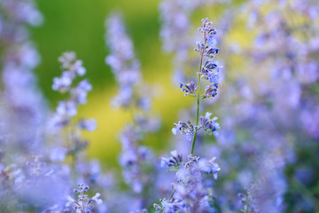Obraz premium Close up of blooming catmint plant