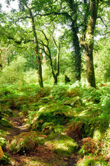 Obraz premium Woodland and Trees.